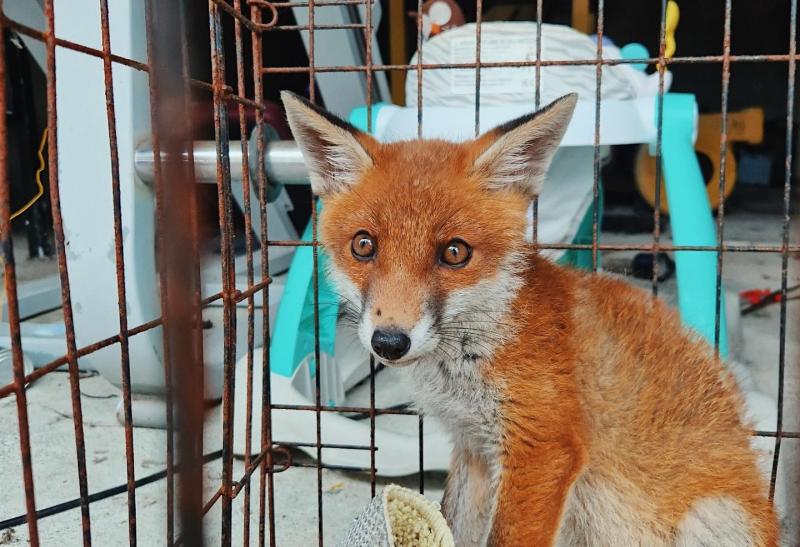 Gardaí baffled during as they find caged fox cub in shed during searches