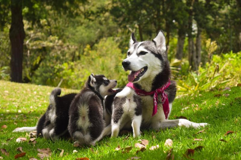 Local Tipperary visitors welcomed to annual dog show and parish fete