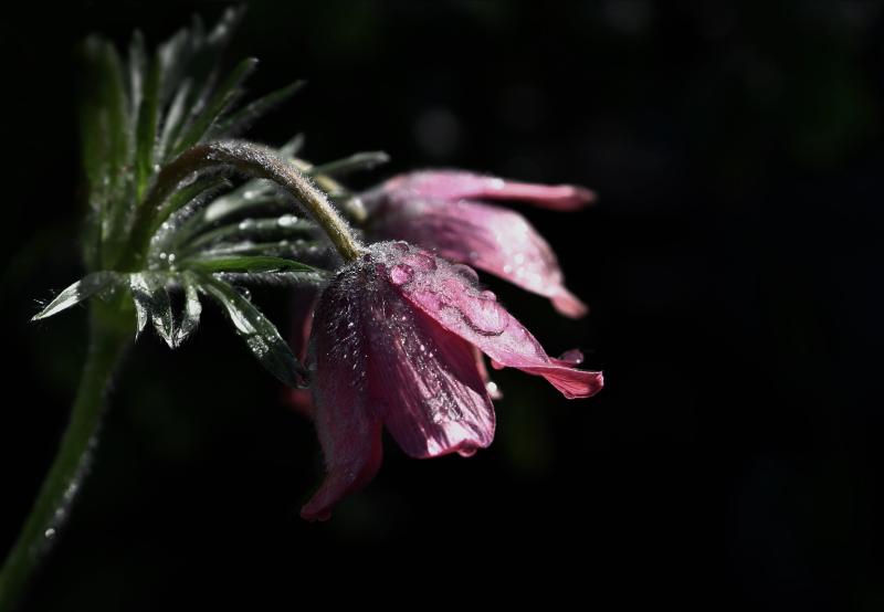Great sadness in rural area of Tipperary with four recent deaths