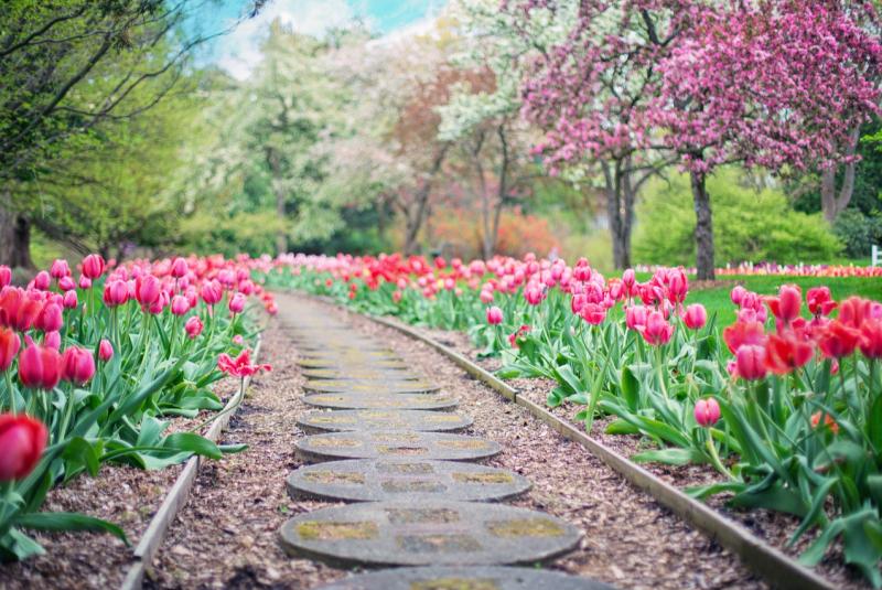 Local Tipperary village to host garden open day in aid of cancer research