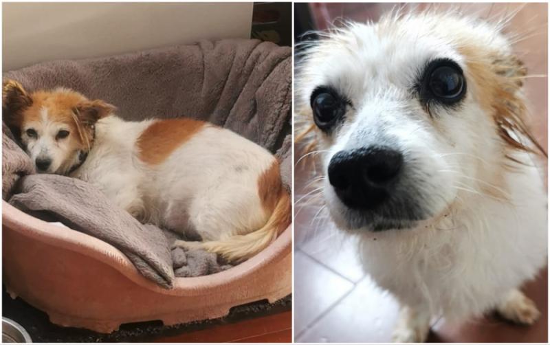 Tipperary dog rescue makes urgent appeal for 'forever' home for elderly dog Sassy