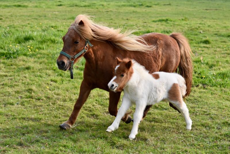Tipperary woman selected to take part in European pony competition