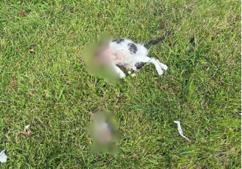 Tipperary Tipperary Tipperary 