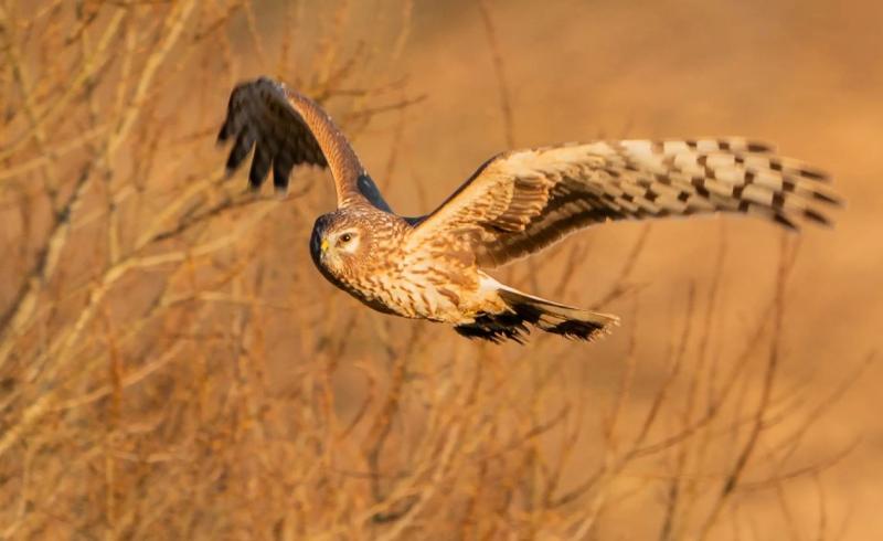Hen Harrier threat response plan is called 'a failed opportunity'  