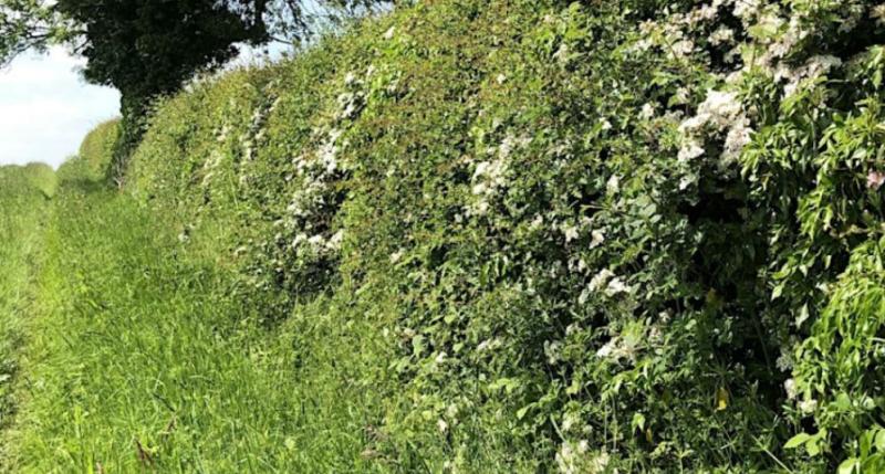 Call out for Tipperary residents to take part in the Hedgerows Ireland photography contest