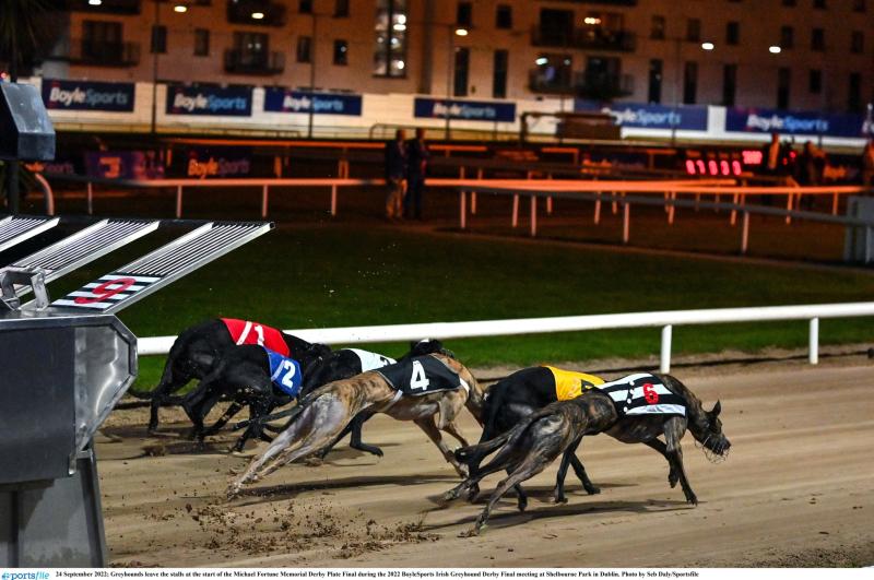 Gone to the dogs: Offaly greyhounds hit top form