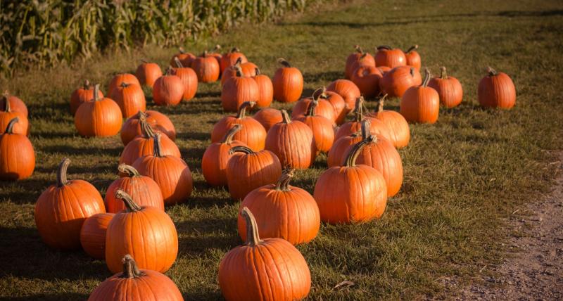 Halloween-themed fundraiser disco to take place in local Tipperary village