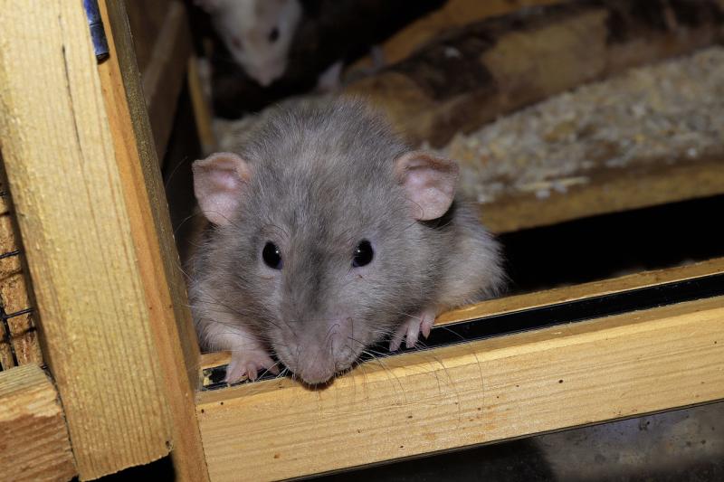 Chilling warning to Tipperary homeowners over 'climber' rats invading homes