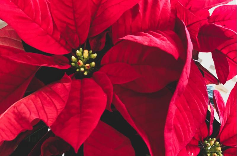 Flower club in Tipperary is gearing up for the festive season