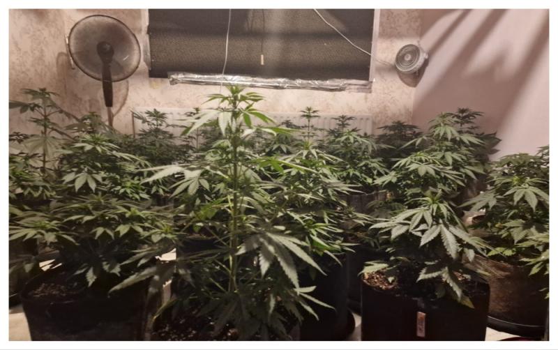 Gardaí discover two grow houses and seize over €105,000 worth of cannabis