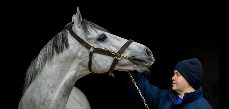Three Tipperary  studs will be featured on Irish Stallion Trail