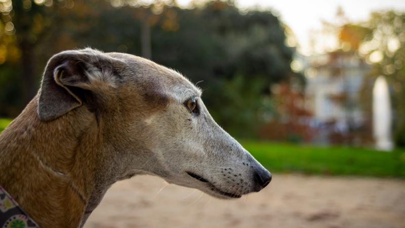 Tipperary greyhound trainer on verge of making history at Irish Greyhound Derby