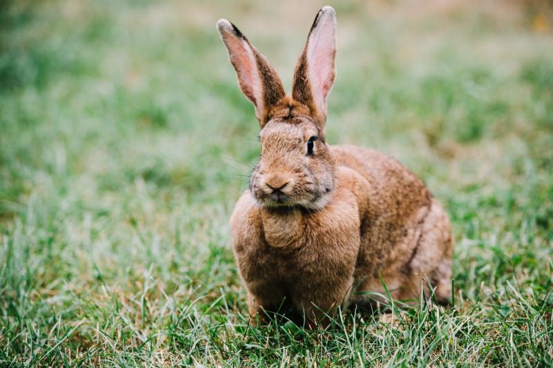 Tipperary authorities begin to crack down on illegal hare hunting and trespassing