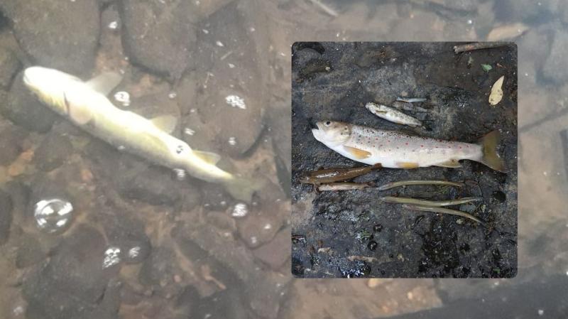 Uisce Éireann convicted and fined over major fish kill following 'harmful' discharge