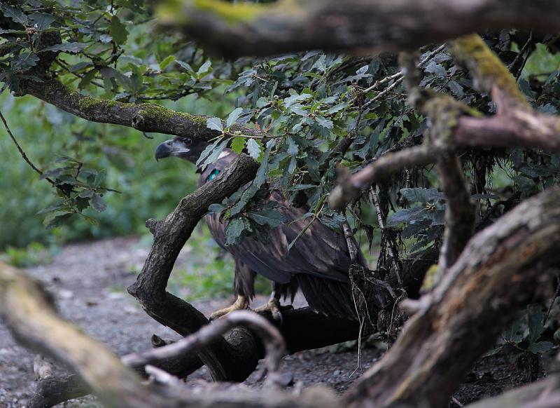 APPEAL: Investigation underway after 'endangered' White-tailed Eagle is shot