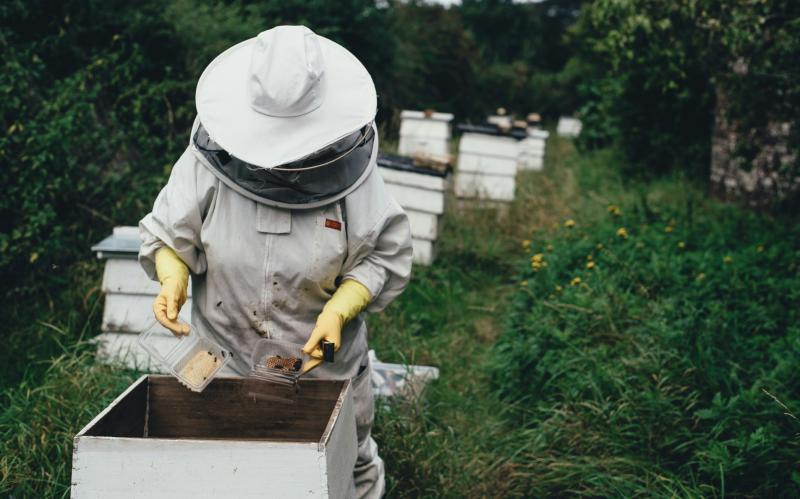 Beekeeping course to start next month in local Tipperary town