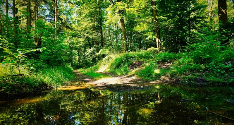 Local Tipperary village announces exciting walk happening this bank holiday