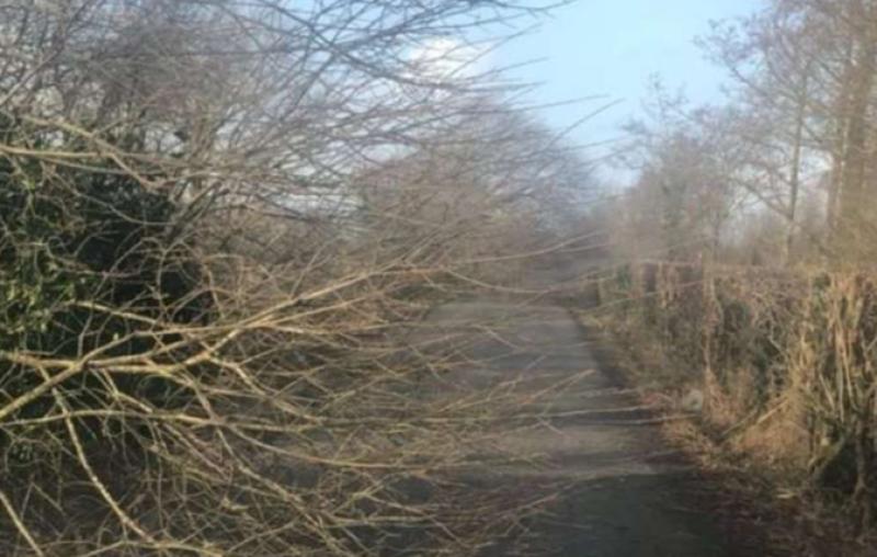 Fallen tree