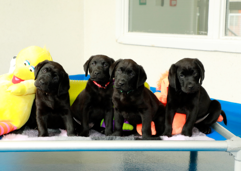 Irish Guide Dogs for the Blind to host special event in Tipperary