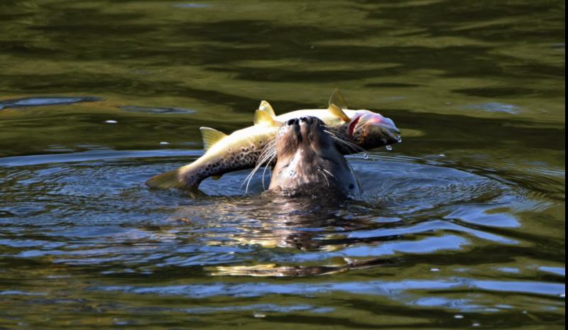 FEATURE: Going Wild About Carrick-on-Suir's rich array of flora and fauna 