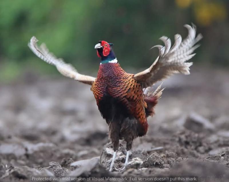 CAMERA CLUB: Tipperary woman sends picture of a majestic pheasant gester 