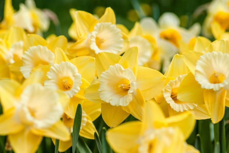 Irish Cancer Society seeking volunteers in local Tipperary town