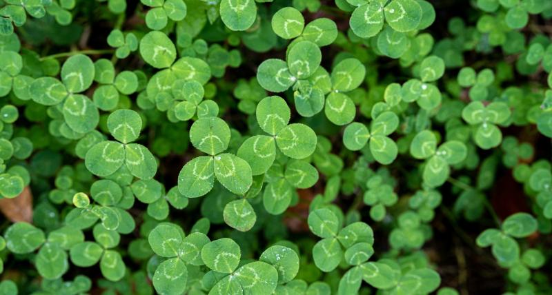 Local Tipperary St Patrick's Day parade to feature special sensory area