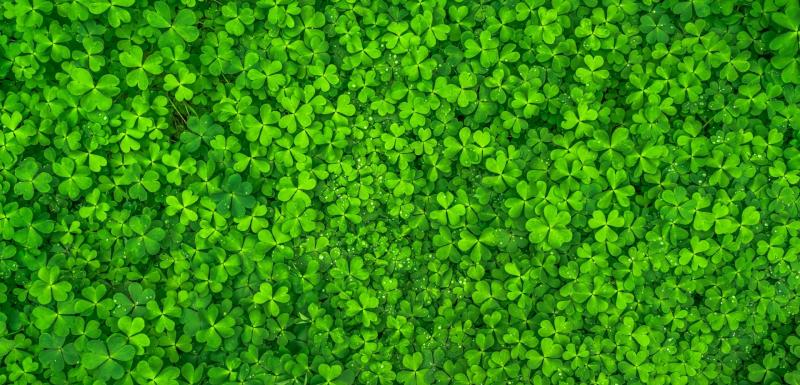 St Patrick's Day parade in Dundalk cancelled for 2022