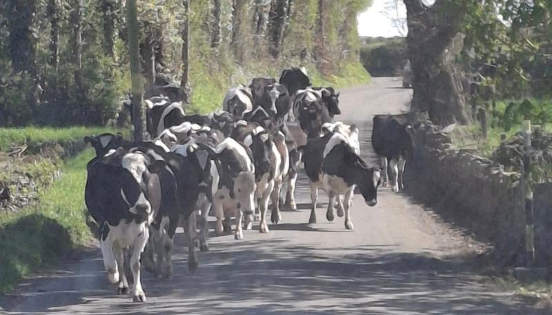 Tipperary Tipperary Tipperary 