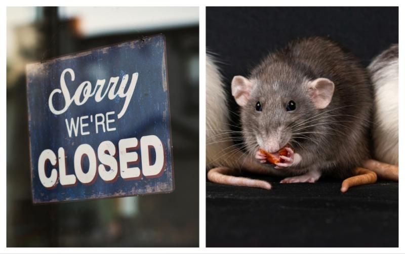 Live mice and and dead rats found as seven food businesses ordered to close across Ireland