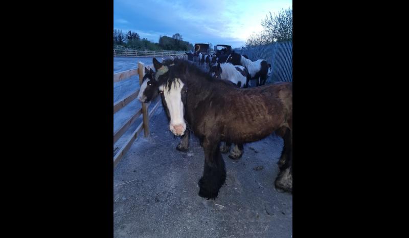 BREAKING: Ten horses seized by gardaí in Tipperary due to public danger risk