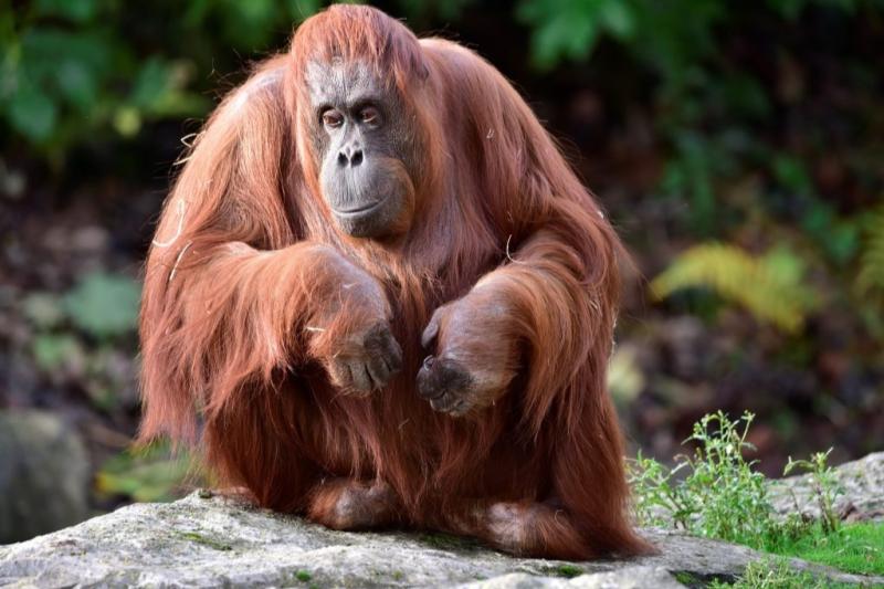 Dublin Zoo announce the passing of 'much loved' 44 year old Orangutan Leonie