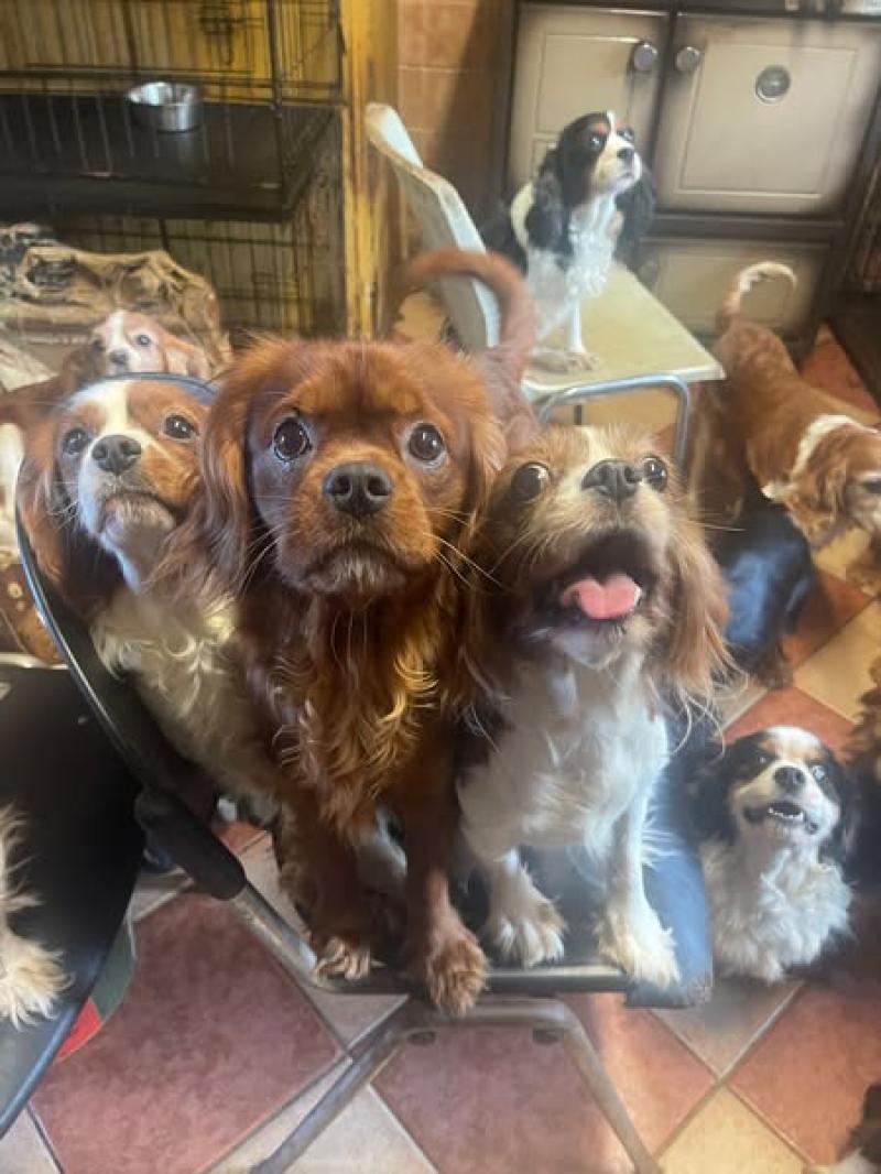 ISPCA removes animals from ‘extremely stressful’ situation amid ‘serious overpopulation’