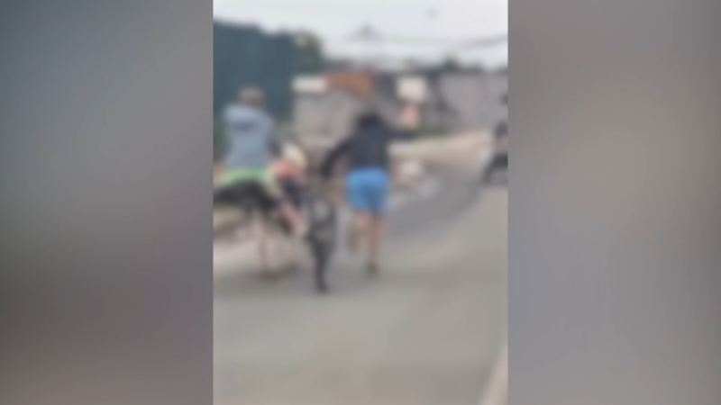 NEW: Gardaí investigating after footage emerges of boys whipping horses in large Tipperary town