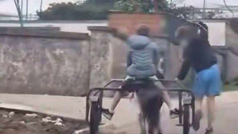 Gardaí offer investigation update after viral video of horses being beaten in Clonmel