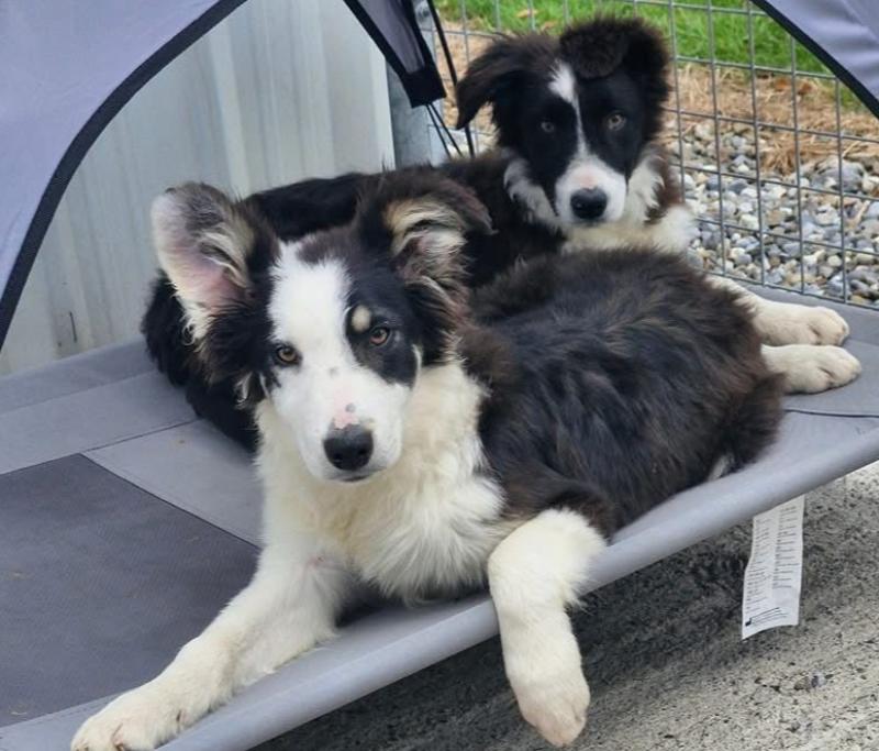 CUTE! Two Collies, full of 'puppy mischief and fun', arrive at Mo Chara Rescue Centre 
