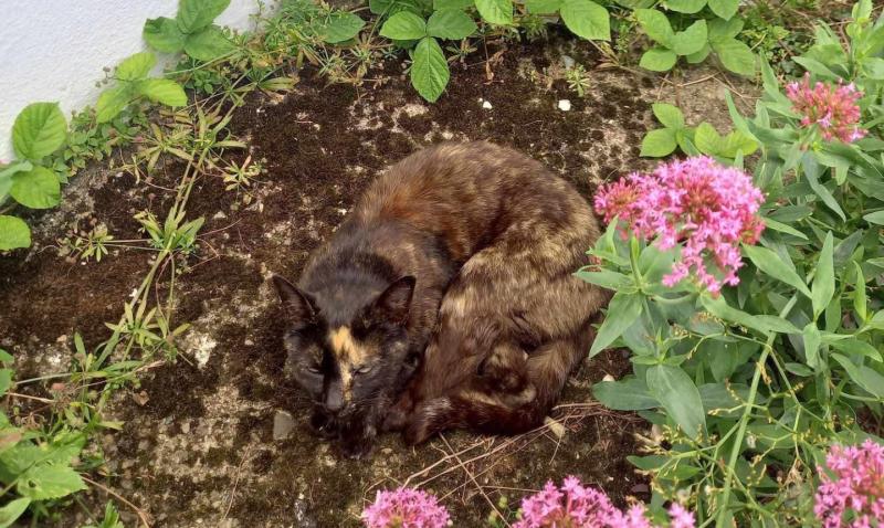 URGENT: Cat in need of medical attention found roaming the streets of Tipperary Town