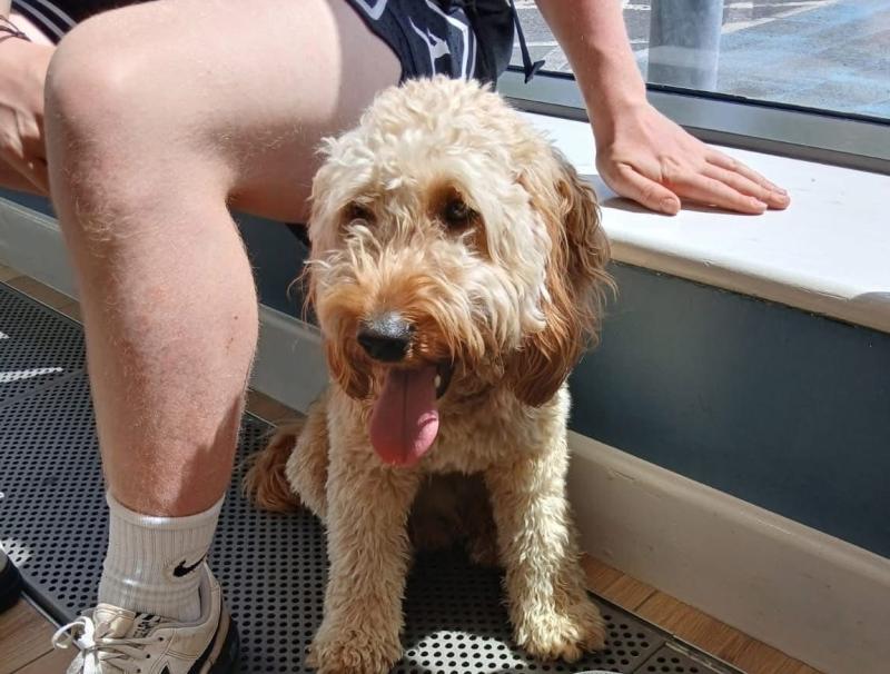 URGENT: Mo Chara Animal Rescue need help reuniting lost dog with local owner