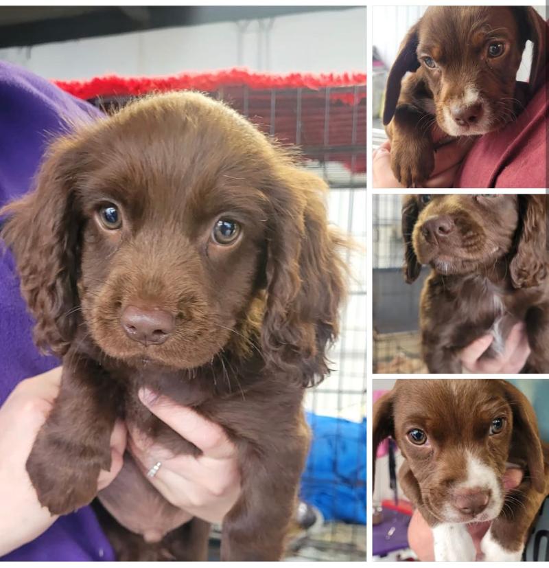 NEW: Four puppies arrive at Mo Chara this week, with another five not far behind them!
