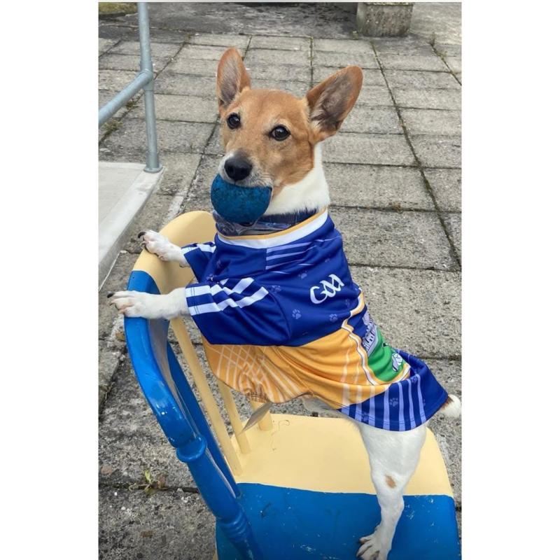 PICTURE: Adorable pet in Tipperary gear celebrates last week's win in style