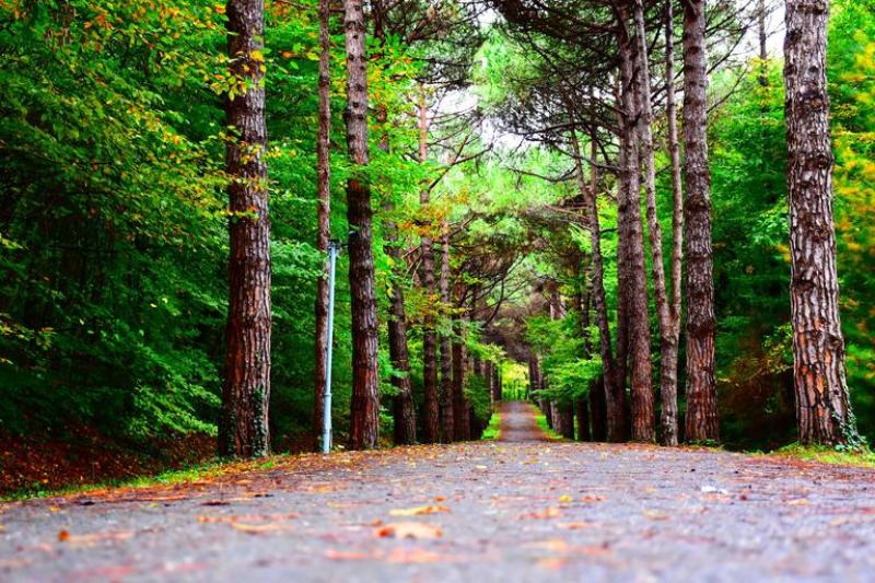 A wellness walk will be held as part of the build-up to Tipperary busking festival