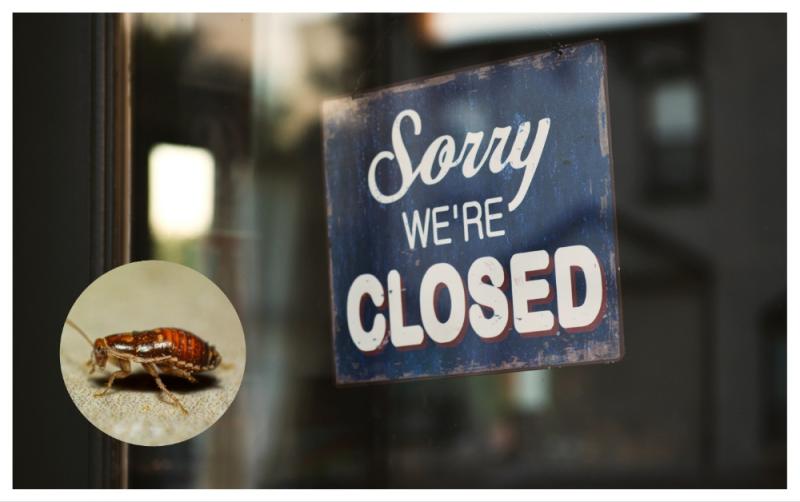 'Rat droppings and dead cockroaches' - Ten food businesses across Ireland forced to close