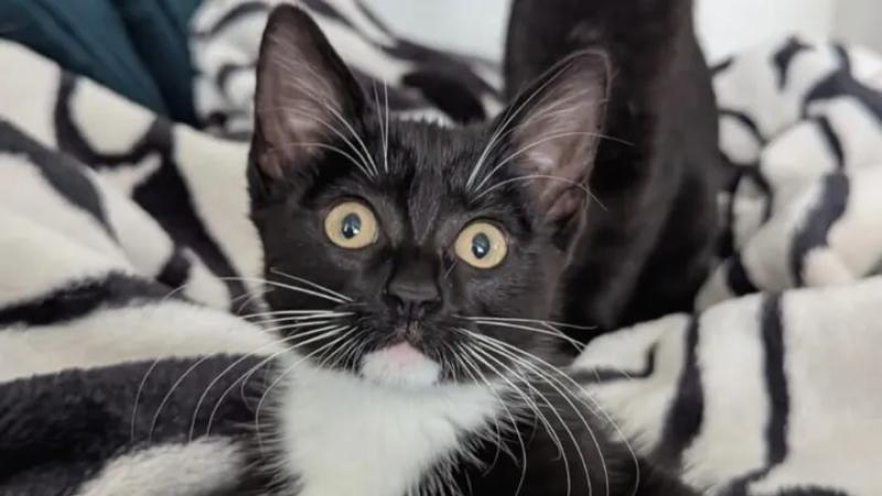 'RIP Blessing'- Three-month-old kitten dies from injuries after being found in a ditch 