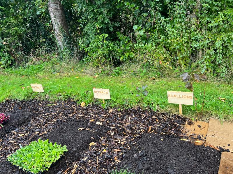 Grow and gather event in Tipperary aims to show how easy it is to grow your own food
