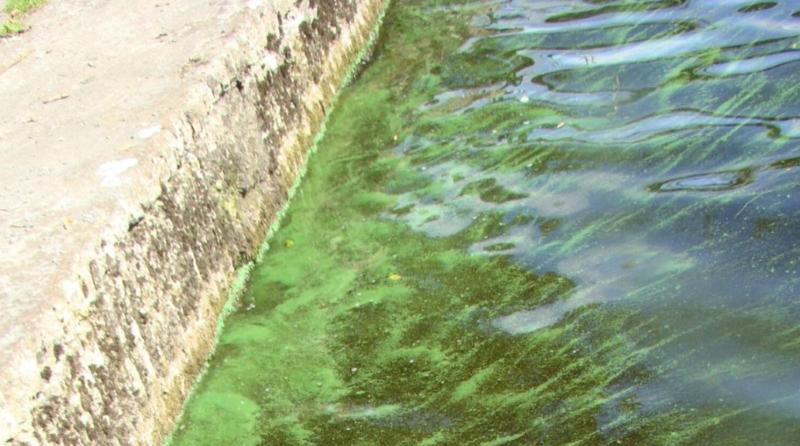 Tipperary County Council issues warning over blue-green algae in Lough Derg