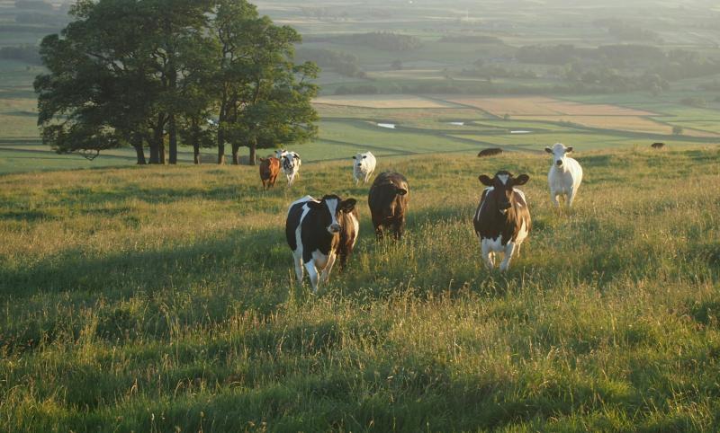 REVEALED: Over €35,000,000 in funding to be awarded to Tipperary farmers