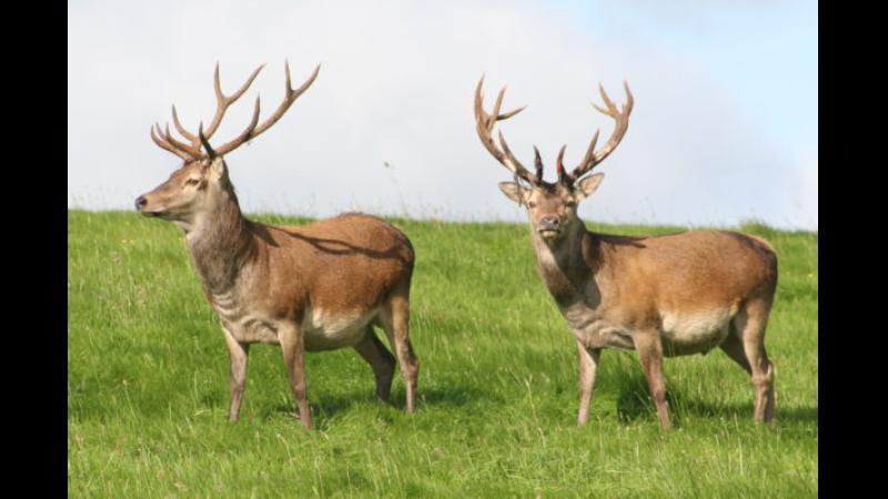 Deer sightings on Tipperary roads prompt safety warning for local motorists