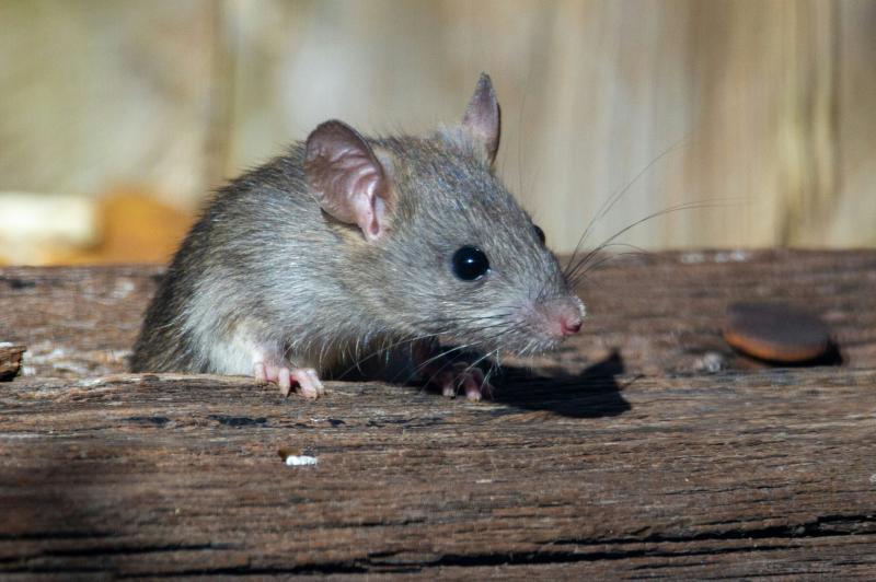 Parts of popular Tipperary shop forced to close as mice and droppings spotted 