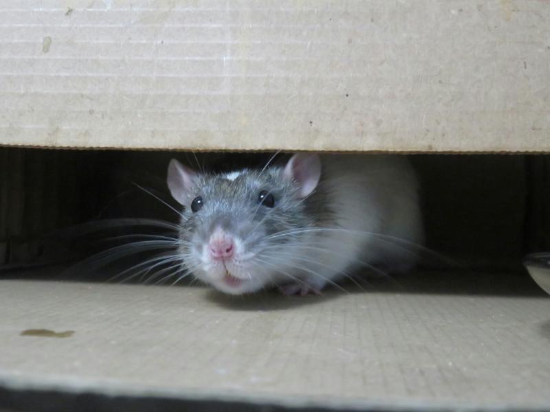 Irish households warned to 'stay alert' as rat infestations have increased significantly