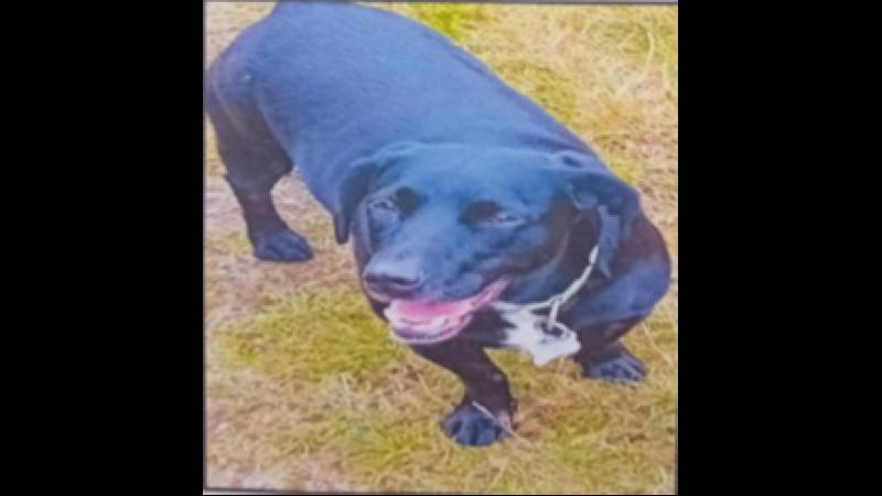 BREAKING: Tipperary family issues urgent appeal to find missing dog